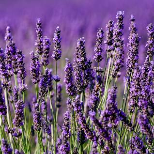 Lavender búnt ca. 70gr, 25cm