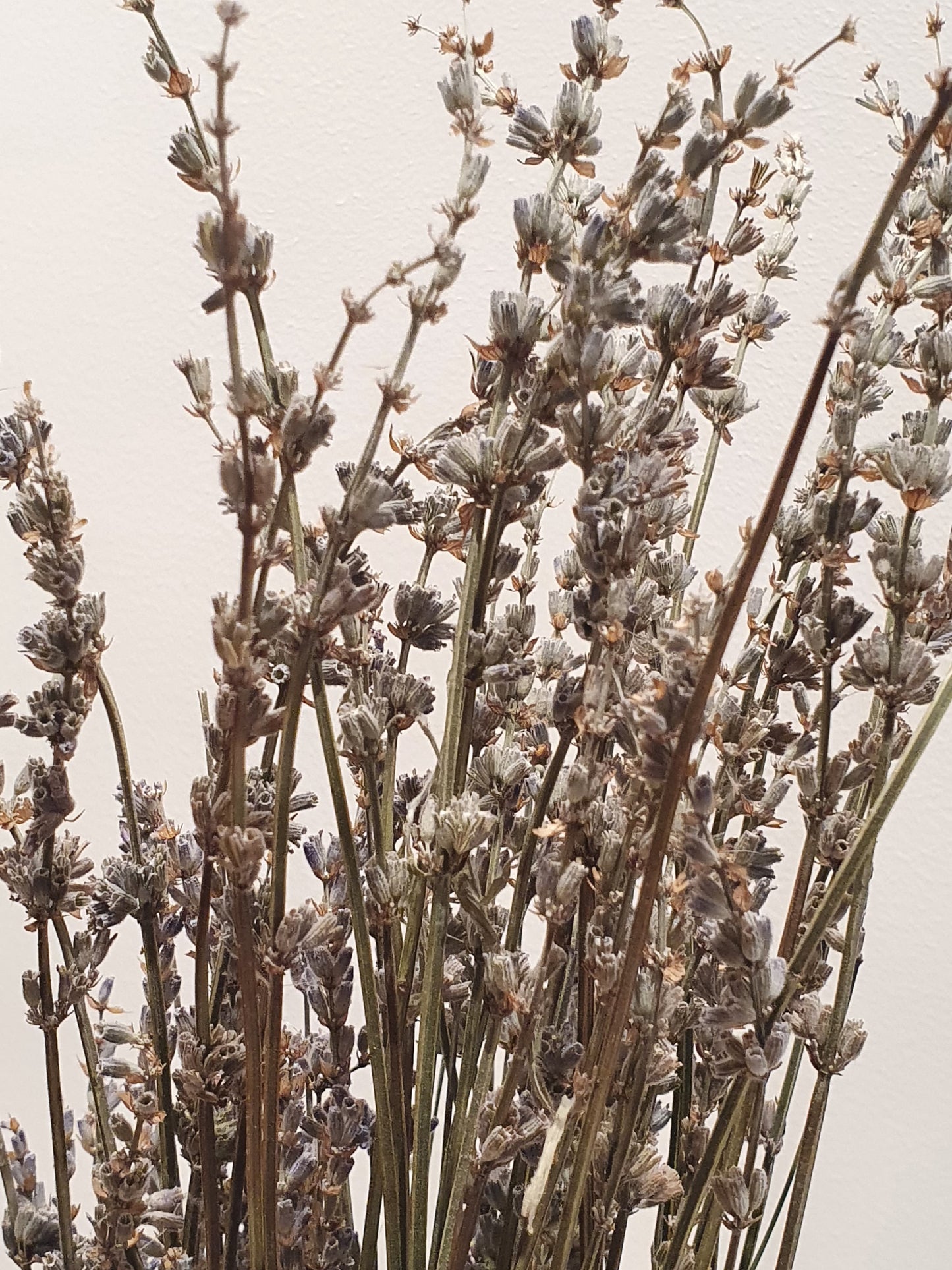 Lavendin búnt ca 120gr/50cm