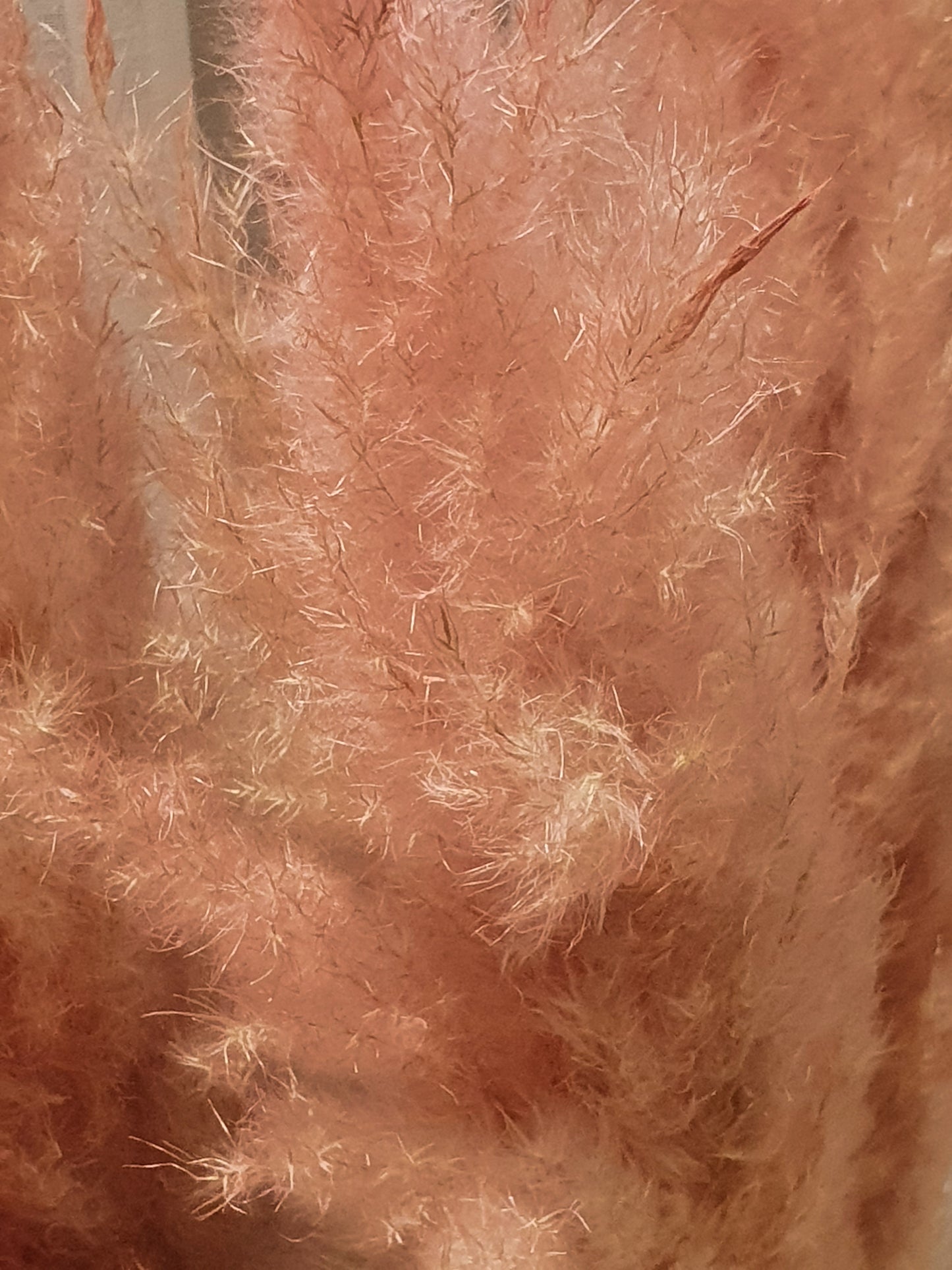 Cortaderia plum búnt - 115cm - bleik