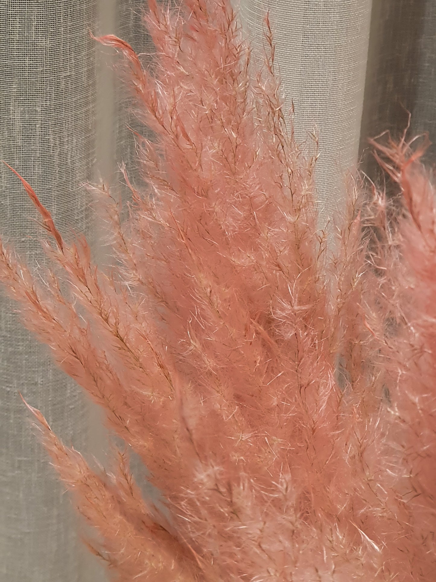 Cortaderia plum búnt - 115cm - bleik