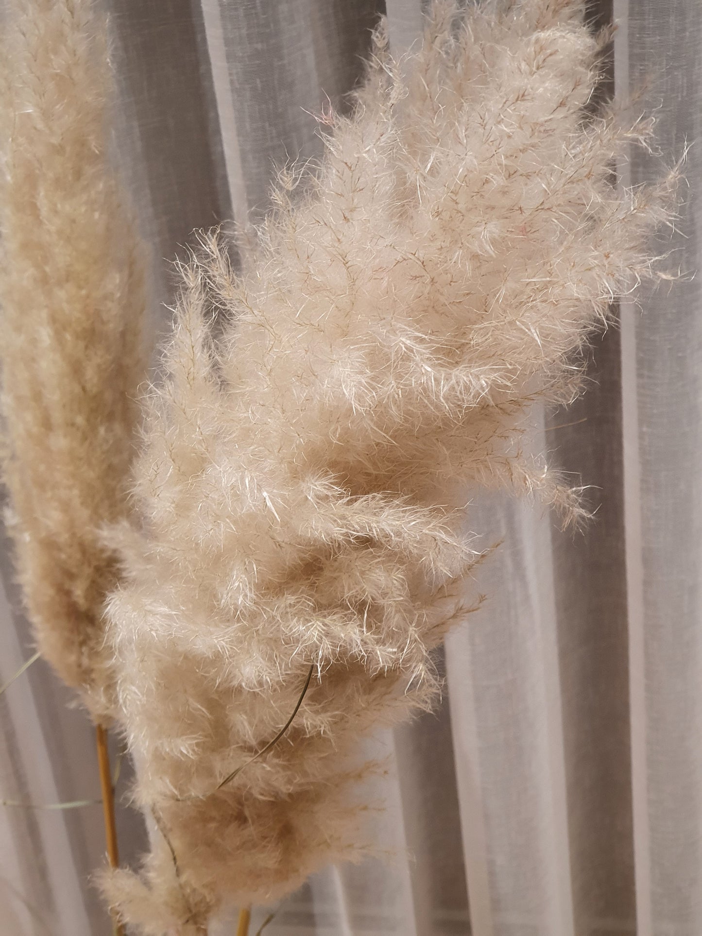 Cortaderia plum búnt - 115 cm - Natural