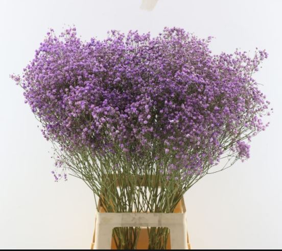 Gypsophila preserved SB Lilac