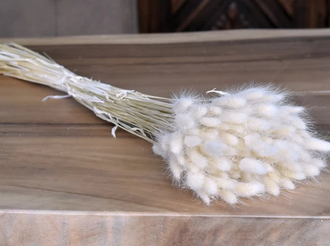 Lagurus Bleached strá - 70 cm