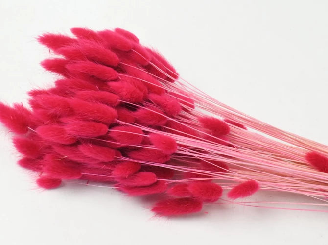 Lagurus ovatus - Rautt