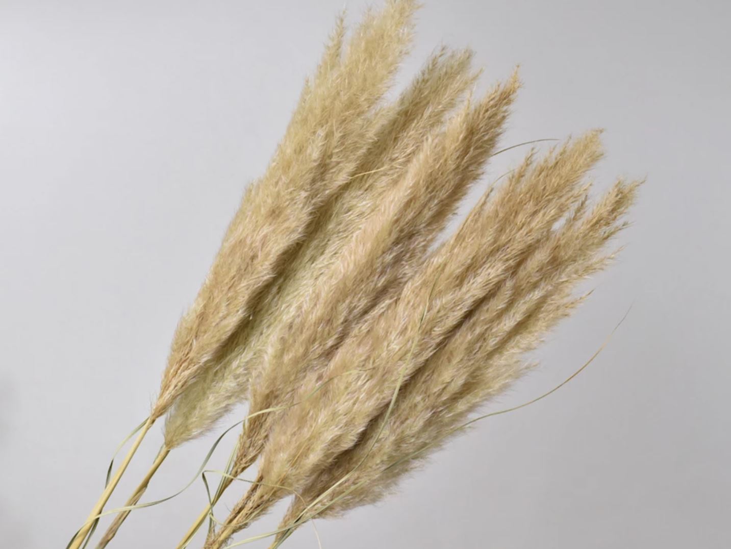 Pampas grass - 110 cm
