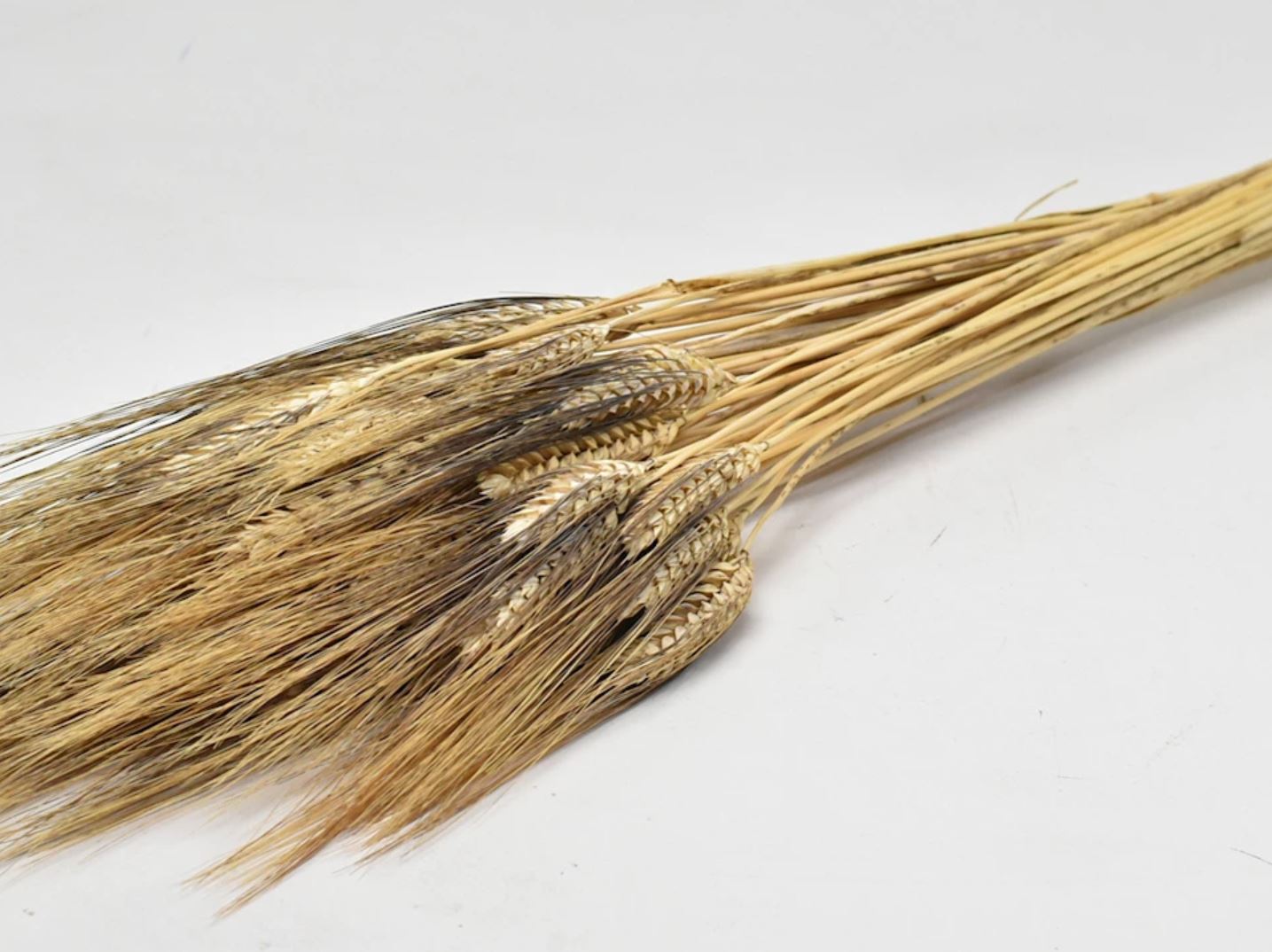 Wheat Black Beard 125gr 90cm