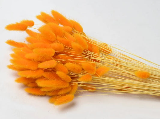 Lagurus Orange strá - 65 cm