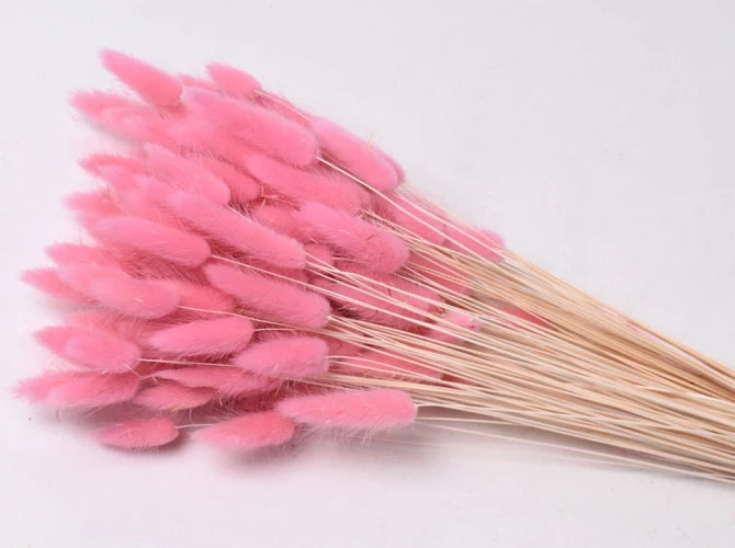 Lagurus Pastel Pink strá - 65 cm